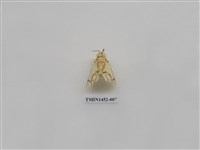 藏品(尺蠖蛾科)的圖片